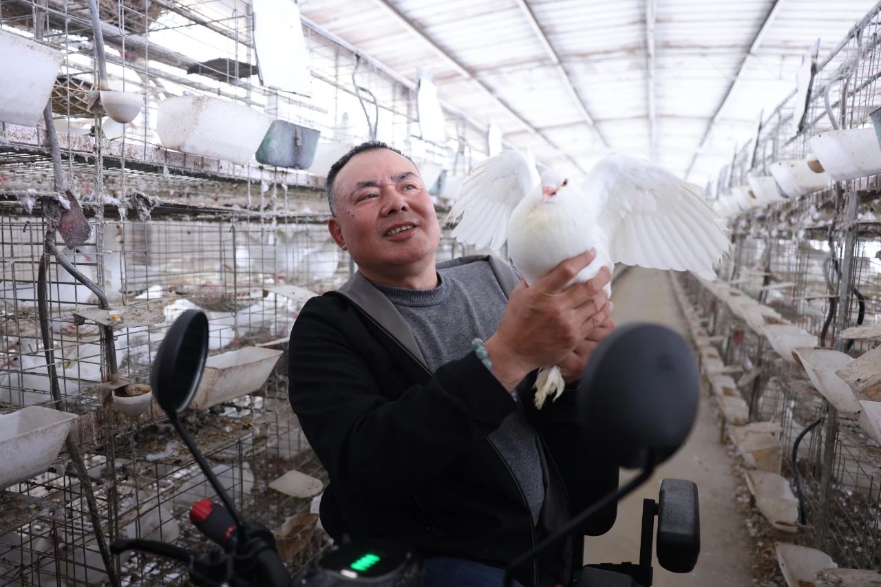 新農(nóng)領(lǐng)頭人潘光偉:“鴿司令”以殘助殘,致富鴿業(yè)養(yǎng)殖場占地50畝,年出欄鴿子80萬羽,產(chǎn)值達到2000萬元以上(圖1) 微信圖片_20250523110212.jpg